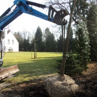 Planten grote bomen